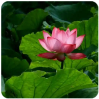 三峡水运新通道：国家战略下的航运新篇章